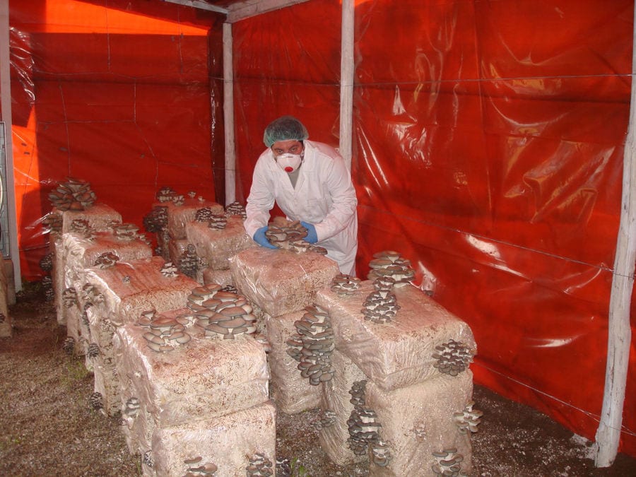 man with mask covering the nose and mouth working at 'Mitato Mushrooms Farm' greenhouse inside